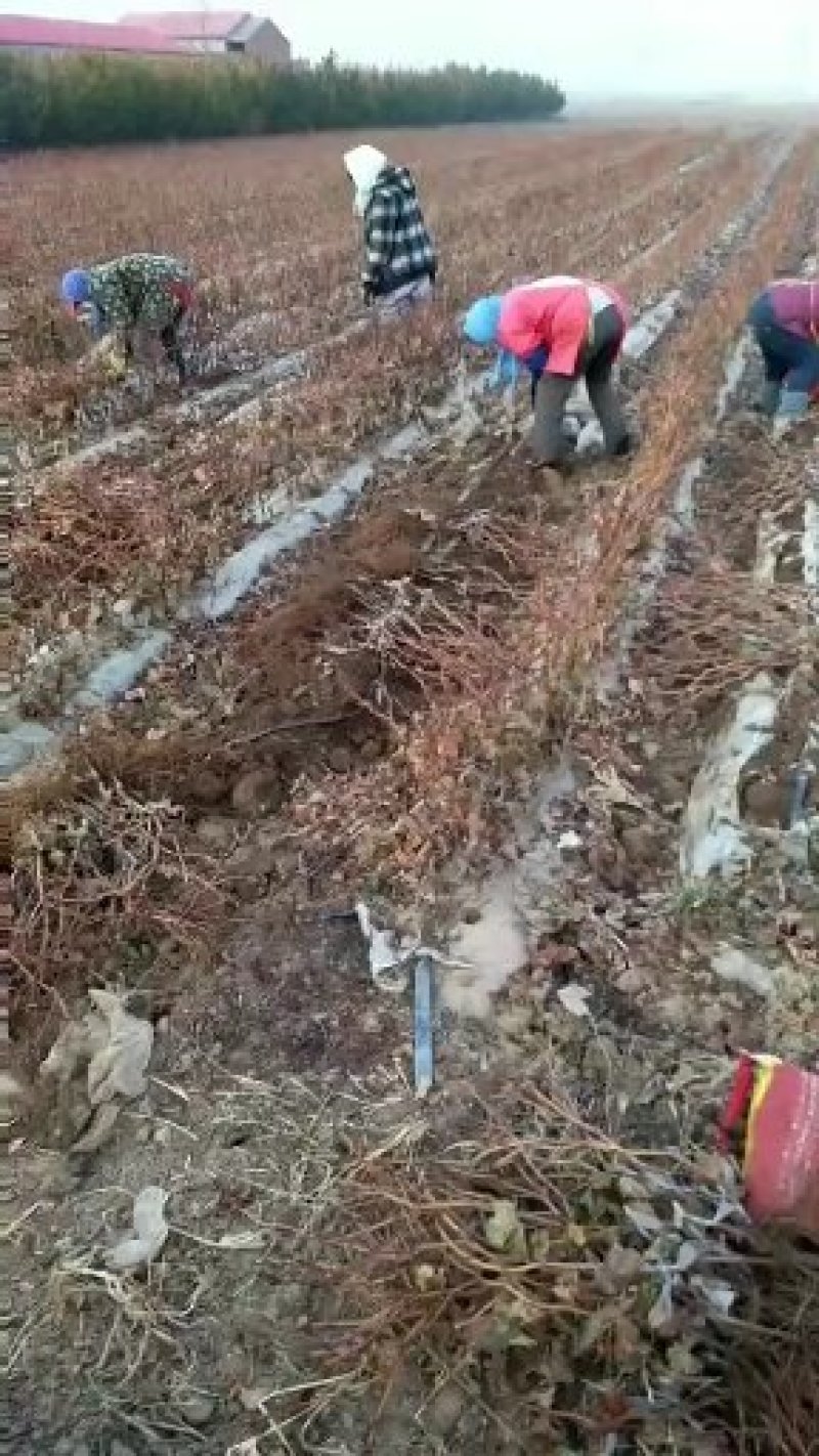 《密光葡萄苗》昌黎基地现挖现发/保纯度可签订合同