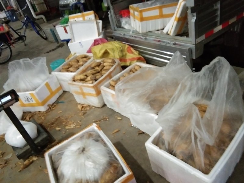 新鲜冬笋大量上市欢迎各位老板前来合作。