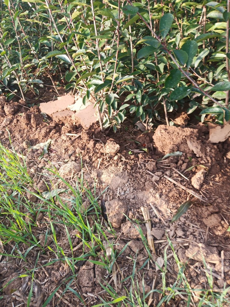 红叶石楠苗，苗高，分支多，货源充足
