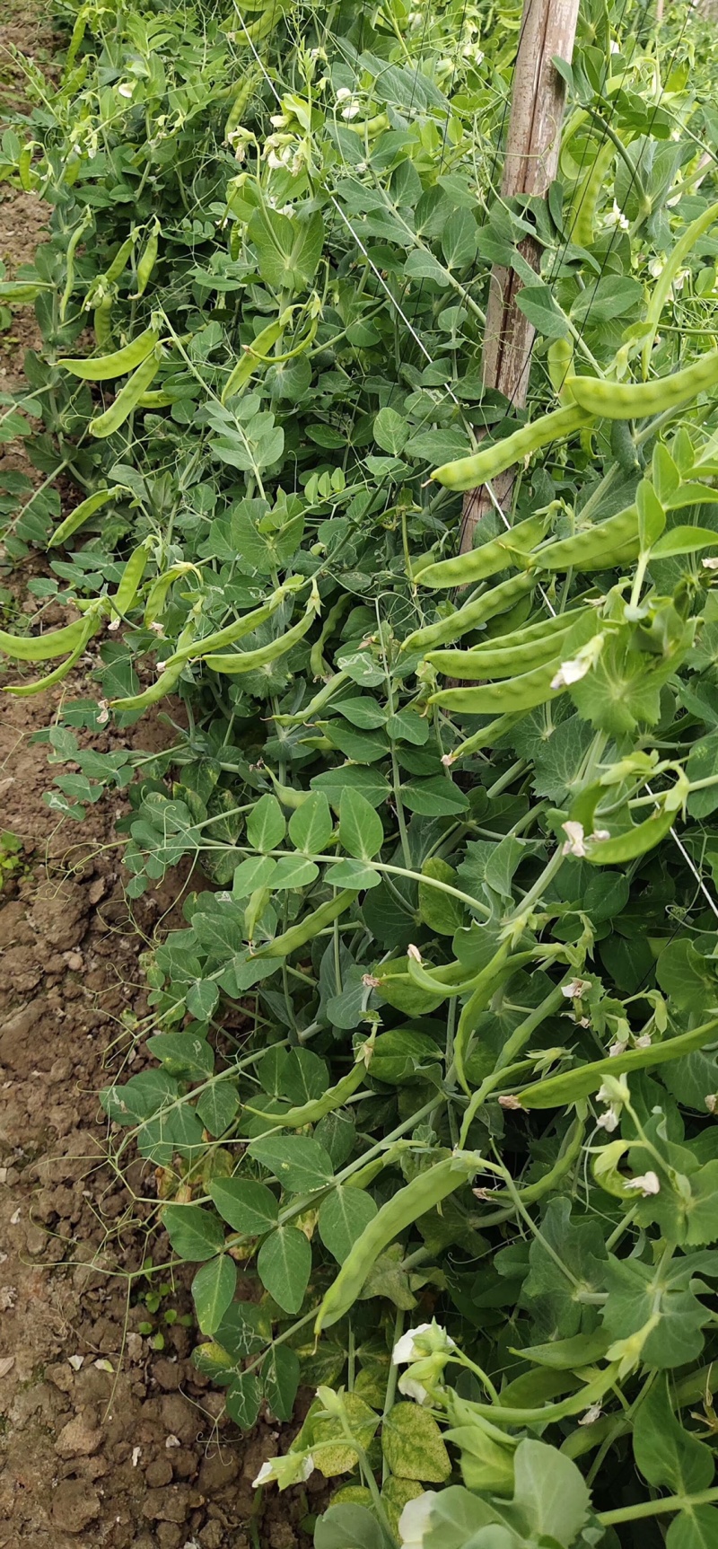 横县荷兰豆豌豆荷兰豆