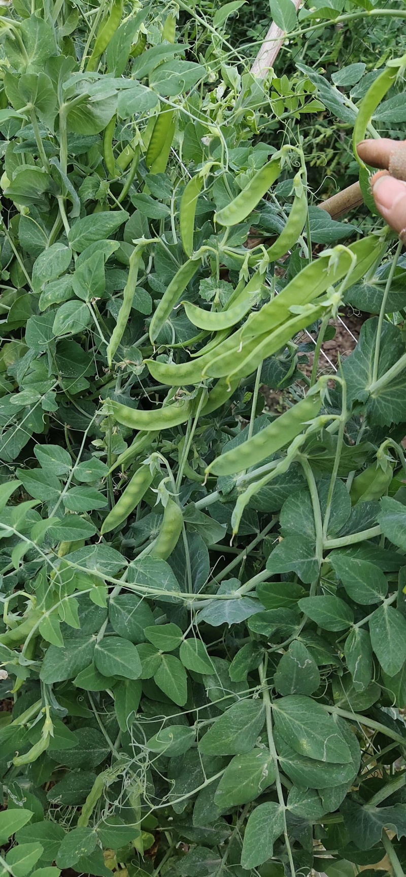 横县荷兰豆豌豆荷兰豆
