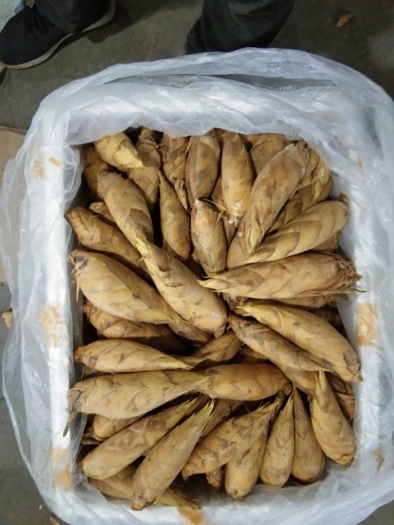 新鲜冬笋大量上市欢迎各位老板前来合作。