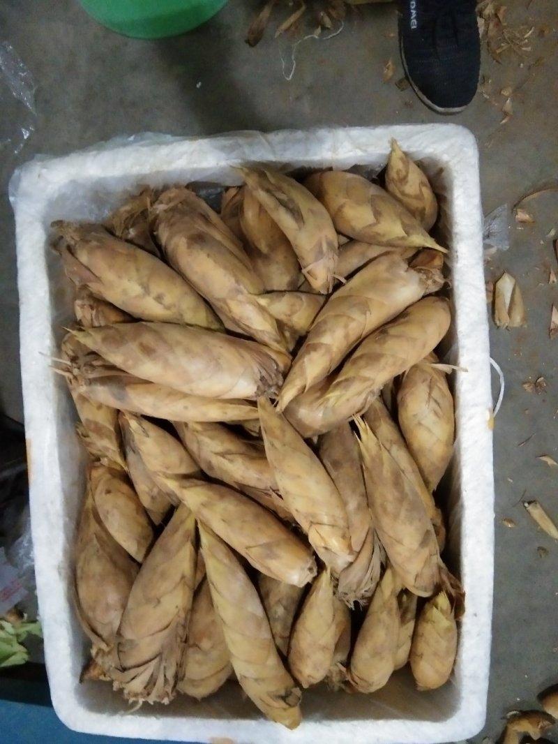新鲜冬笋大量上市欢迎各位老板前来合作。
