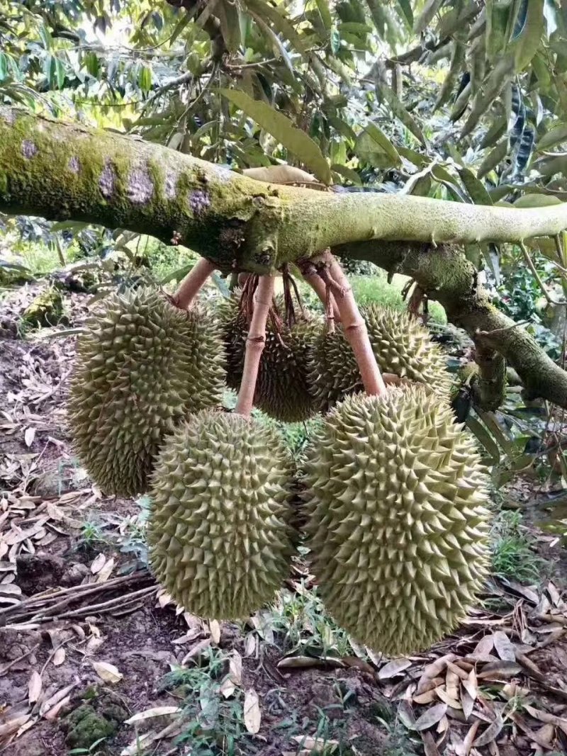 越南猫山王榴莲一件代发