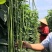 翠绿条豆角种子颜色靓丽长80公分