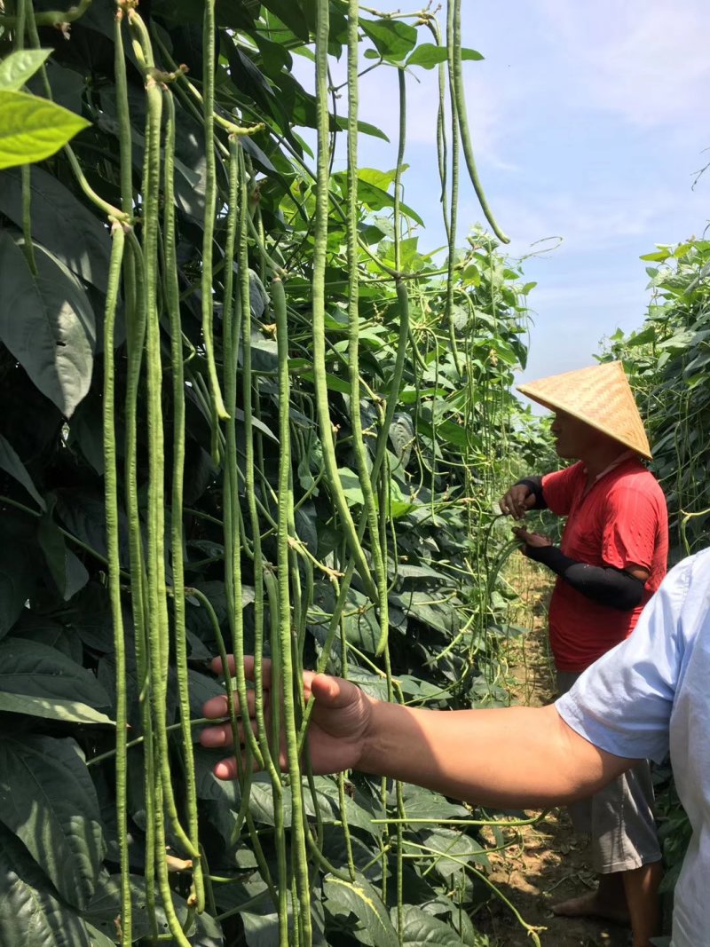 翠绿条豆角种子颜色靓丽长80公分