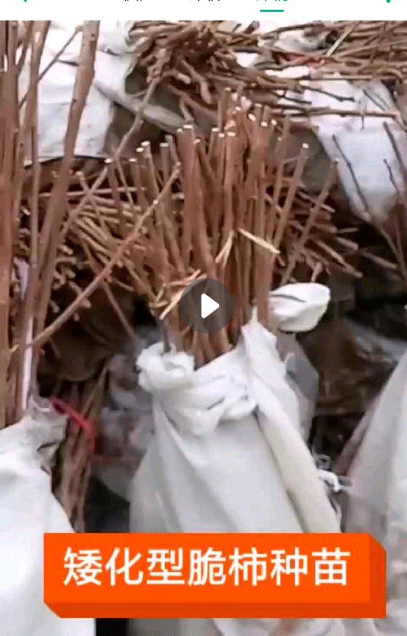 脆柿种苗产地货源纯度高价格低品质好