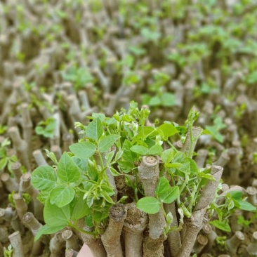 葛根种苗粉葛苗（搭配营养土，免费提供育苗种植技术）
