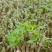 葛根种苗粉葛苗（搭配营养土，免费提供育苗种植技术）