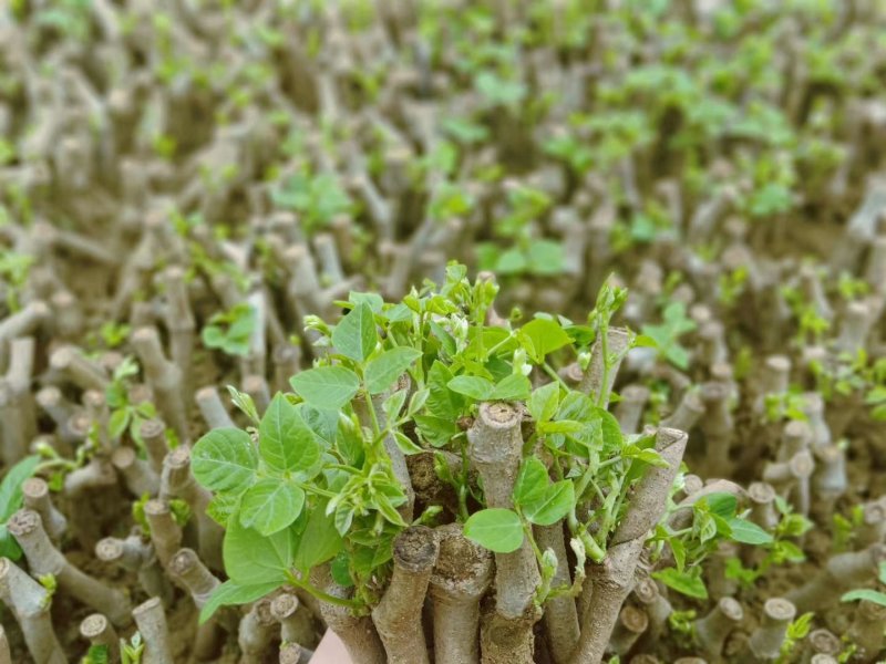 葛根种苗粉葛苗（搭配营养土，免费提供育苗种植技术）