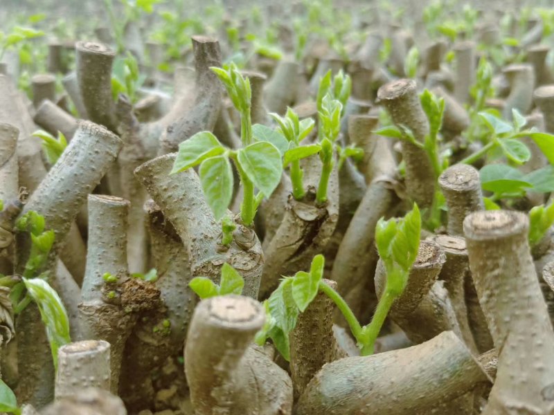 葛根种苗粉葛苗（搭配营养土，免费提供育苗种植技术）
