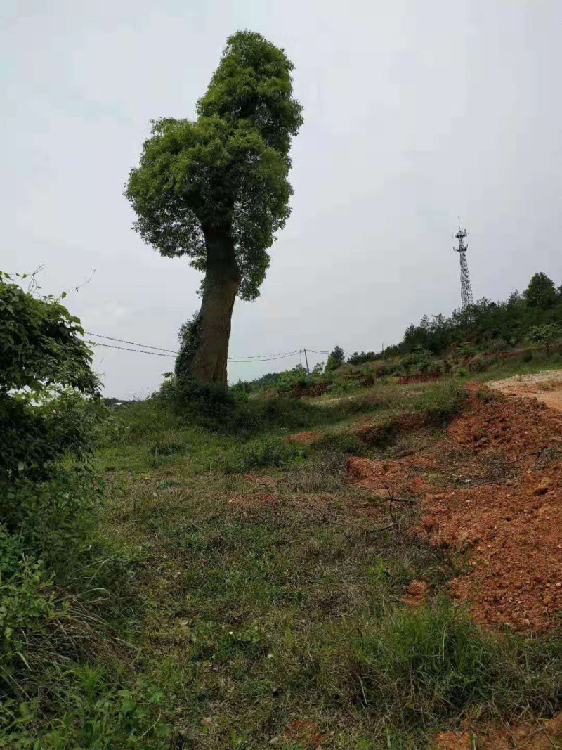 80-90-100公分香樟