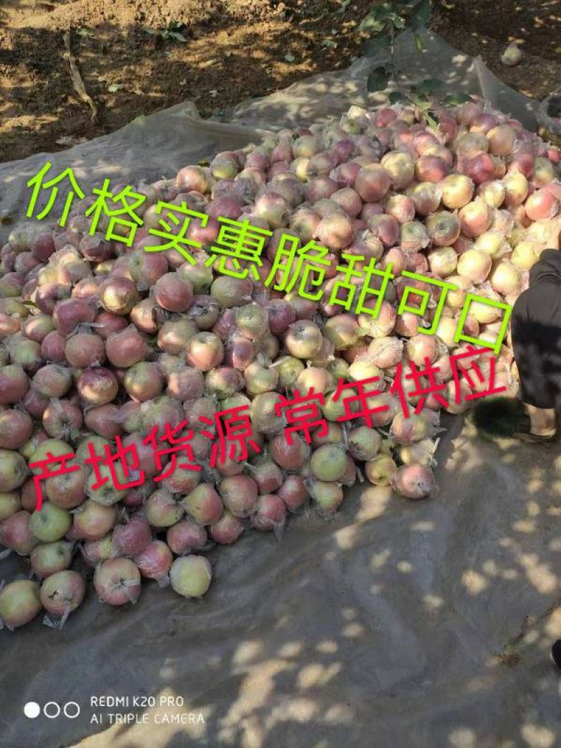 【牛】深州水果优质产区：冷库货80以上膜代富士