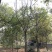 10-12-15-18公分朴树