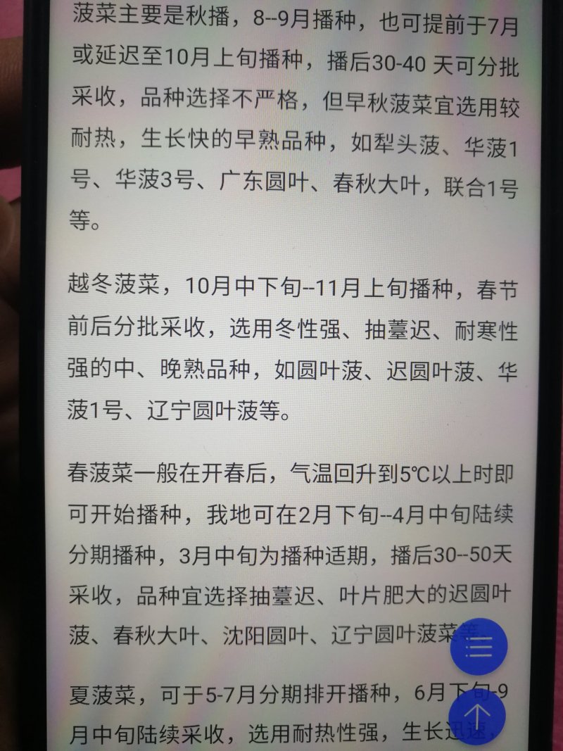 【精选】紫色菠菜种子抗病好叶片厚实产量高口感佳