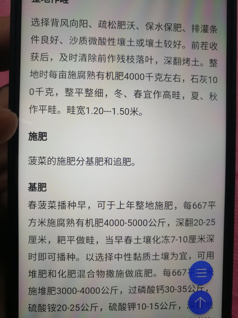 【精选】紫色菠菜种子抗病好叶片厚实产量高口感佳