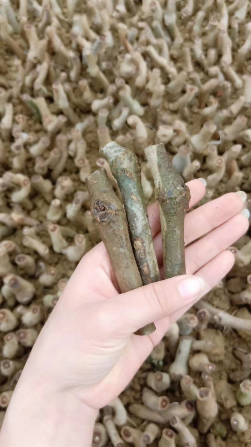 葛根种苗（正宗无渣粉葛苗，免费提供优质贴心的育苗种植技）