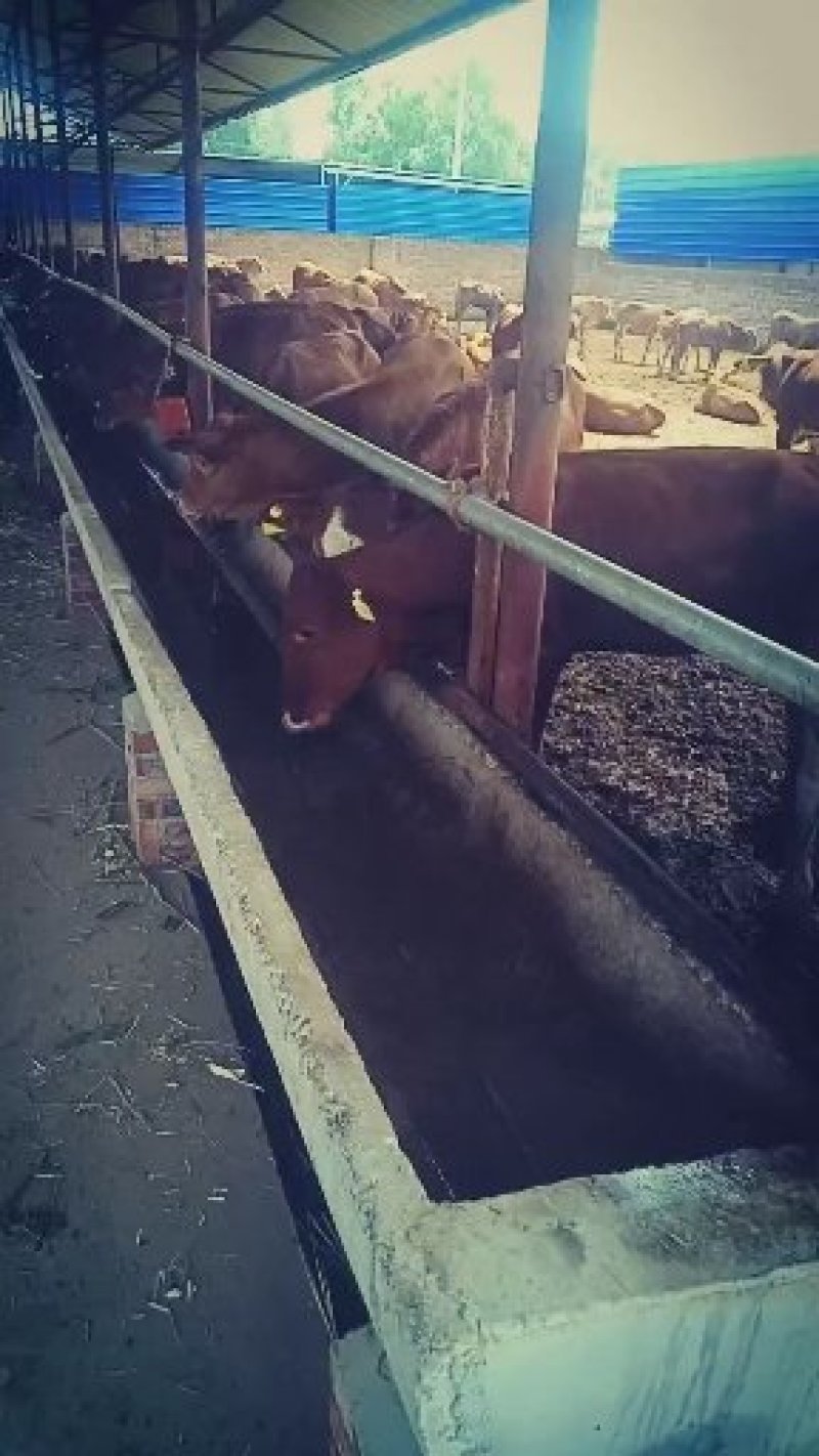 山西忻州小牛犊纯种梨木赞