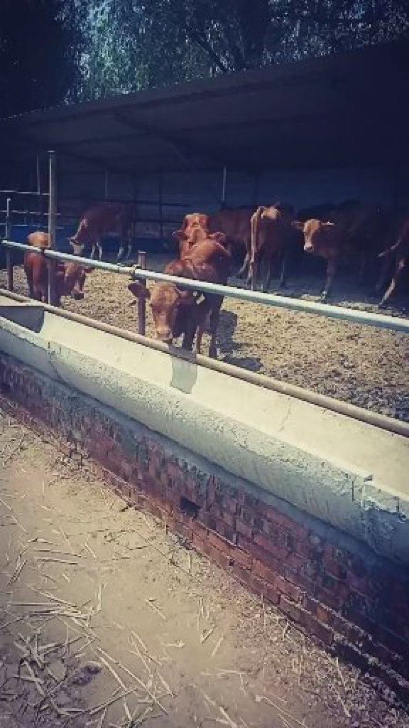 山西忻州小牛犊纯种梨木赞