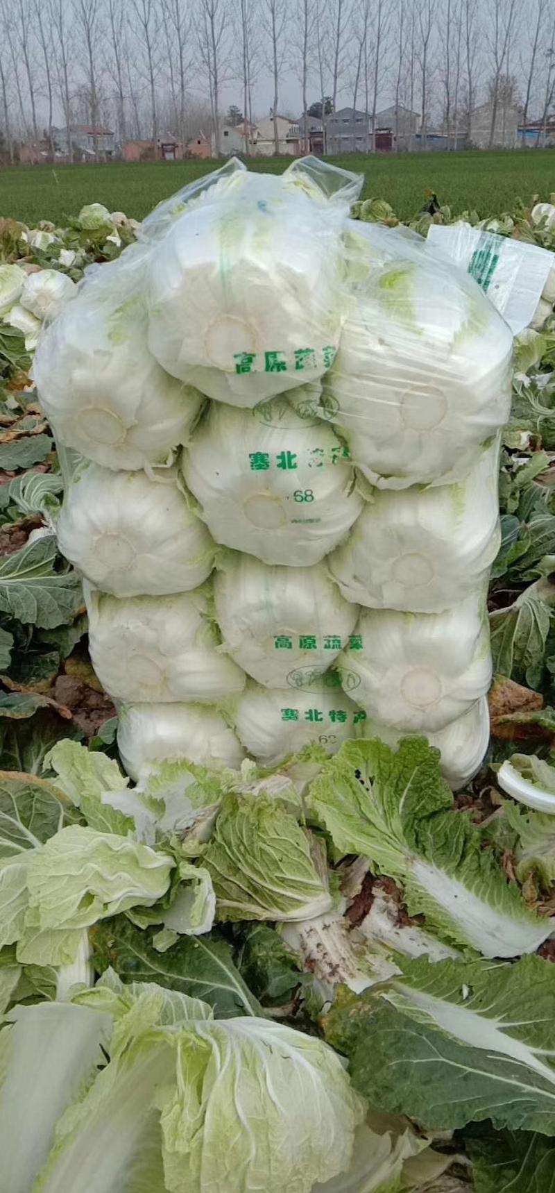 【优质】夏季大白菜种子耐热耐单球4-6斤左右品质好