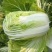 【优质】夏季大白菜种子耐热耐单球4-6斤左右品质好