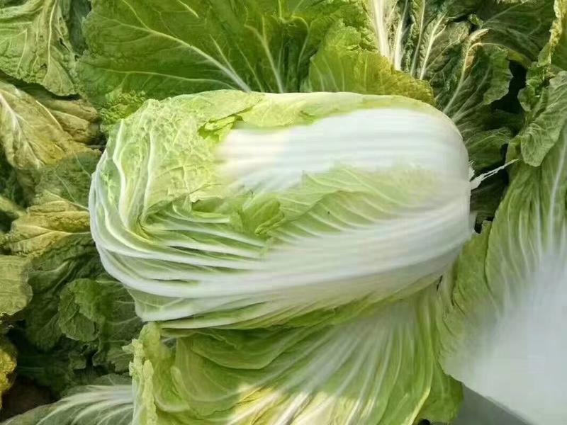 【优质】夏季大白菜种子耐热耐单球4-6斤左右品质好