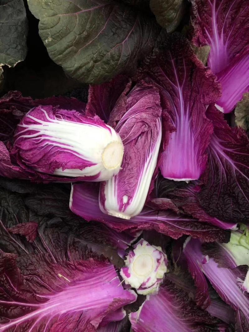紫裔紫宝五号春秋耐热紫宝紫白菜种子适应大面积种植