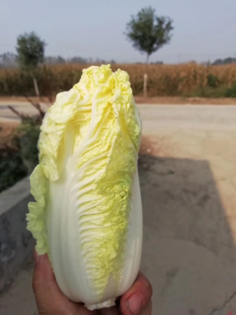 【优质】冬丽黄中皇大白菜种子产量高品质好