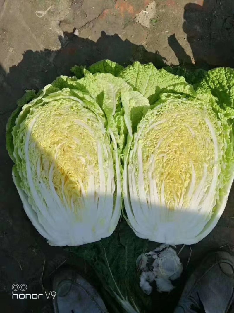 【优质】冬丽黄中皇大白菜种子产量高品质好