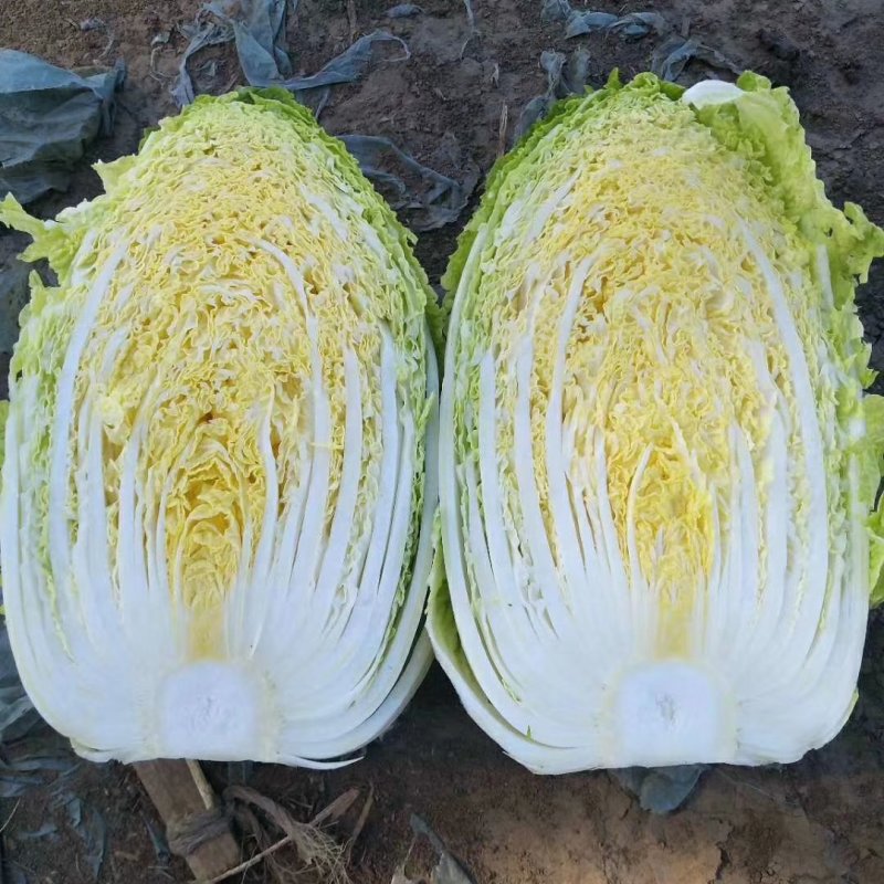 【优质】冬丽黄中皇大白菜种子产量高品质好