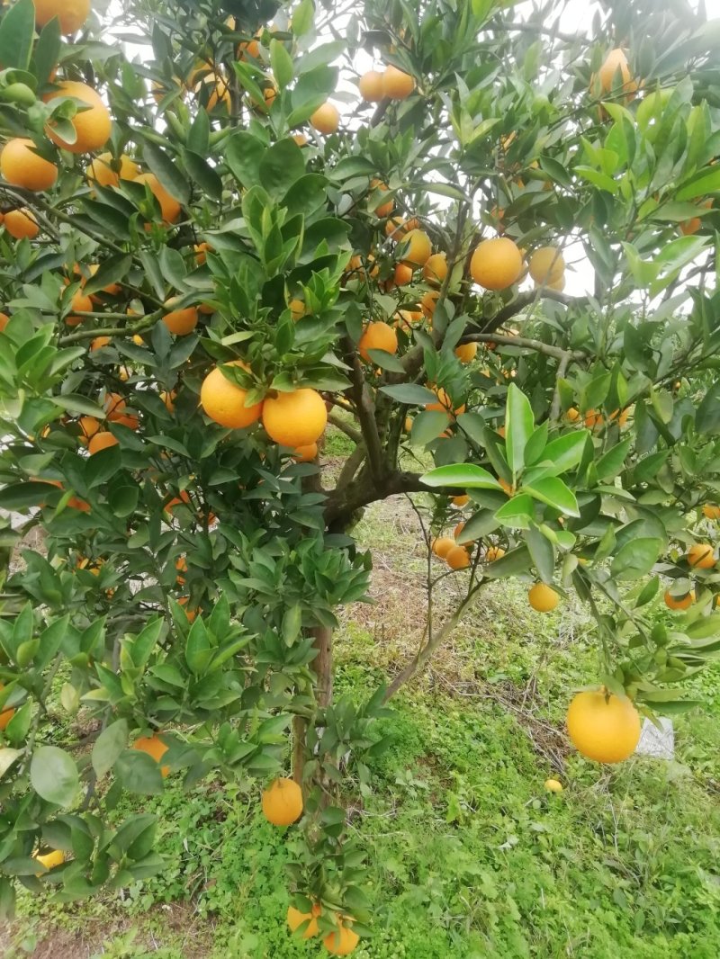 眉山自家果园圆红脐橙10箱装包邮（东三省除外）
