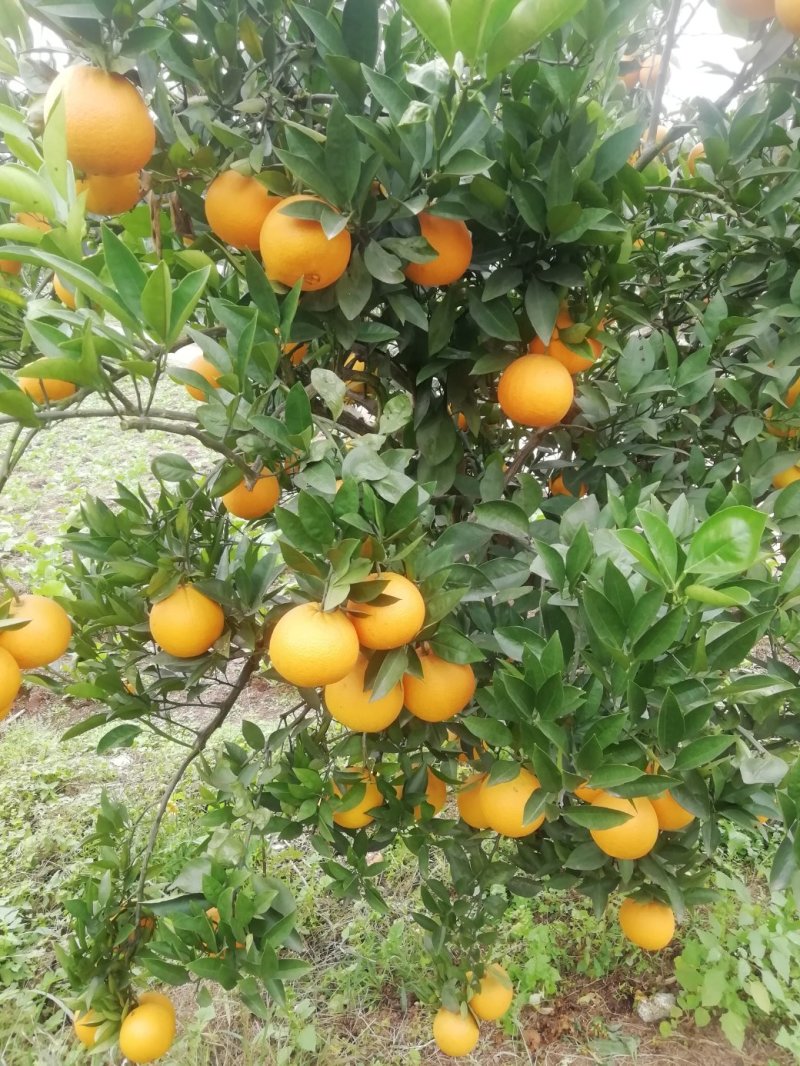眉山自家果园圆红脐橙10箱装包邮（东三省除外）