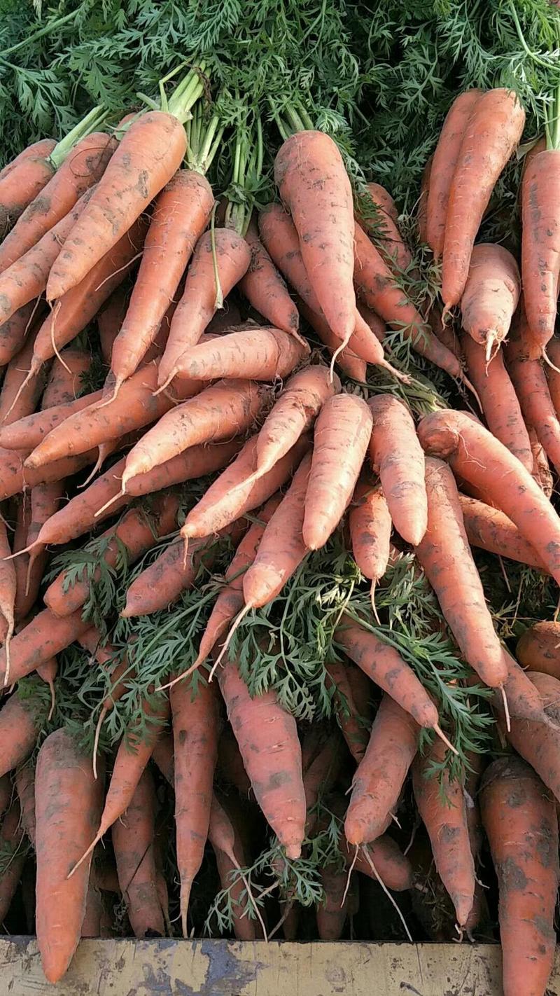山东聊城万亩蔬菜基地红萝卜大量供应中需要的联系我
