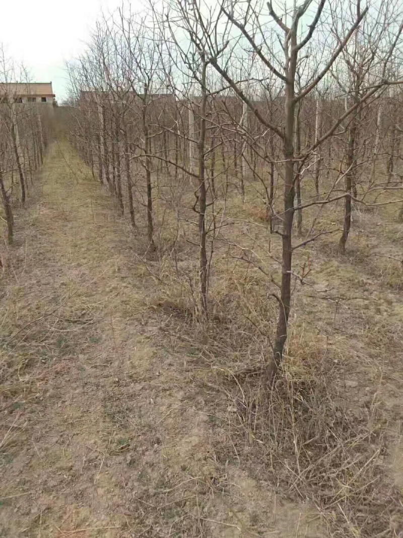4-6-8-10公分占地桃树占地桃树果树基地