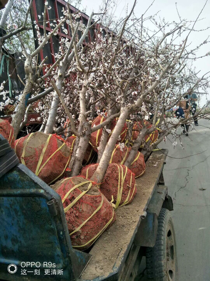 4-6-8-10公分占地桃树占地桃树果树基地