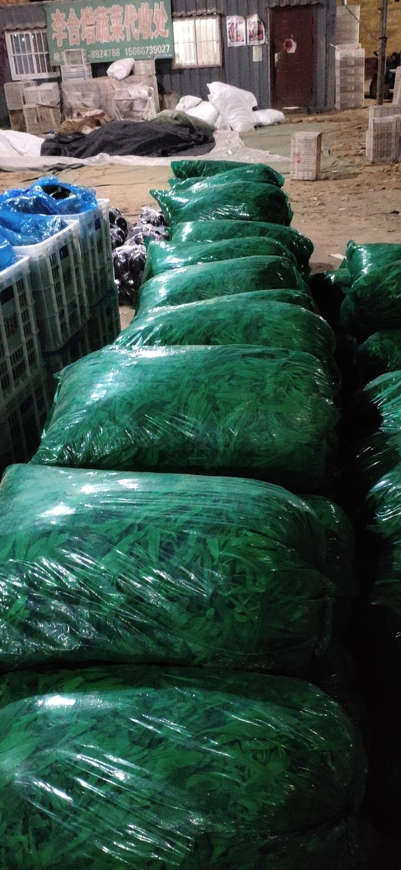 山东聊城大量供应面条菜需要的联系我长期有货