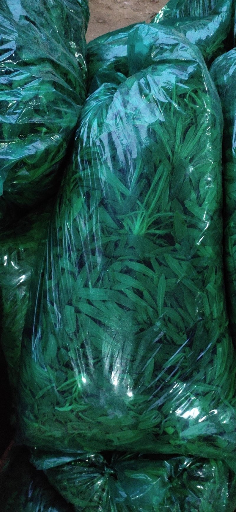 山东聊城大量供应面条菜需要的联系我长期有货