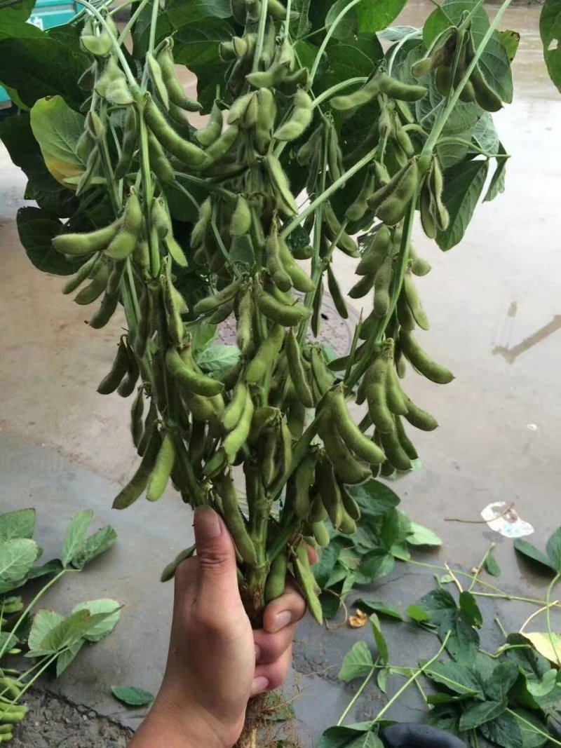 鲜食毛豆种子一斤装品质好早熟性好结荚多