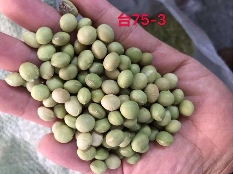鲜食毛豆种子一斤装品质好早熟性好结荚多