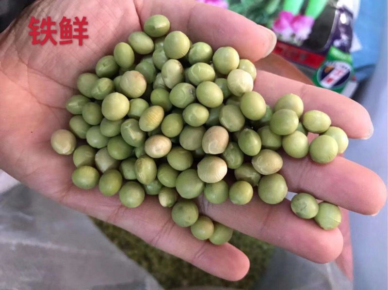鲜食毛豆种子一斤装品质好早熟性好结荚多