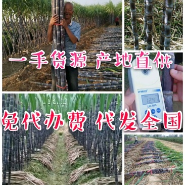 黑皮甘蔗…合作社种植无任何费用…免代办费…一手货源…