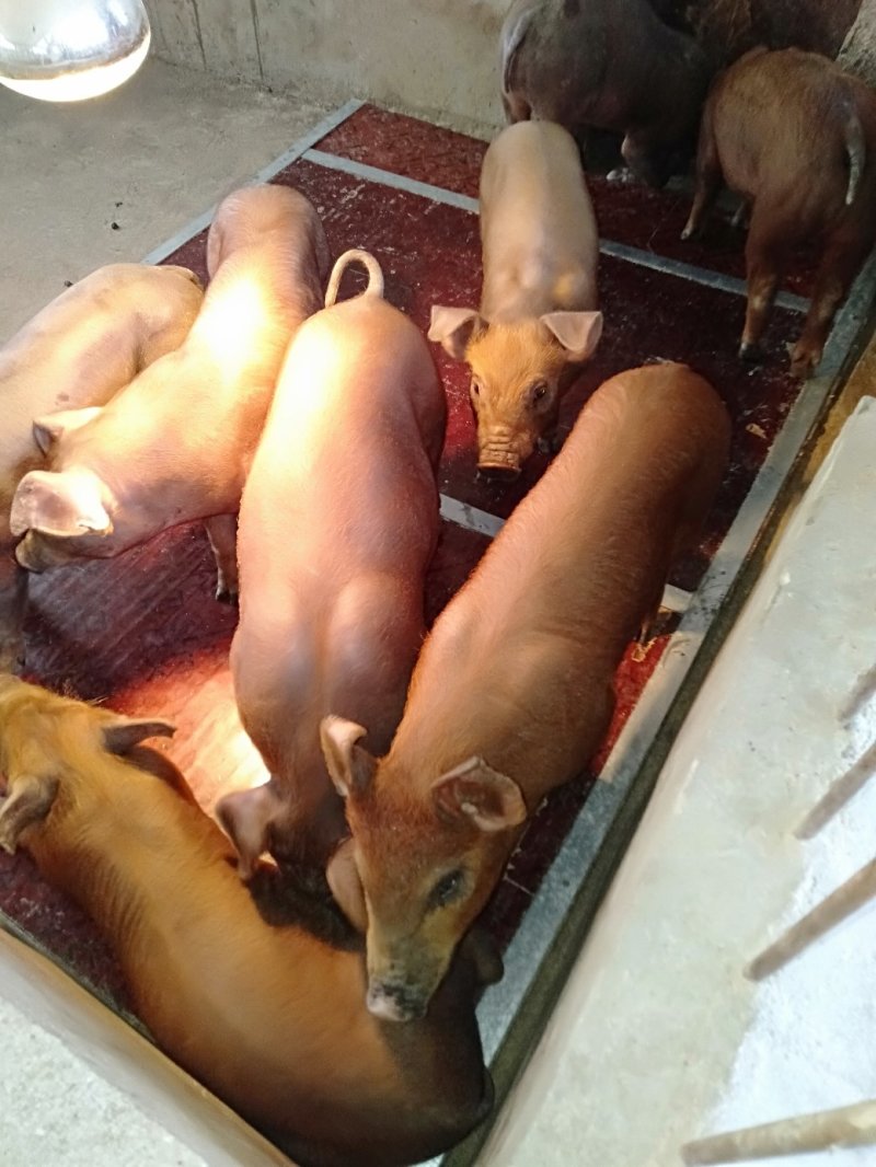 杜洛克猪仔，瘦肉型杜洛克猪苗，猪场销售包邮到家