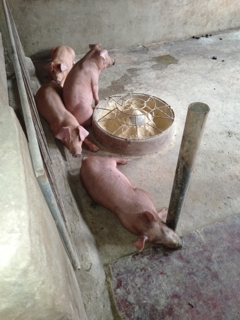 杜洛克猪仔，瘦肉型杜洛克猪苗，猪场销售包邮到家