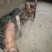 杜洛克猪仔，瘦肉型杜洛克猪苗，猪场销售包邮到家