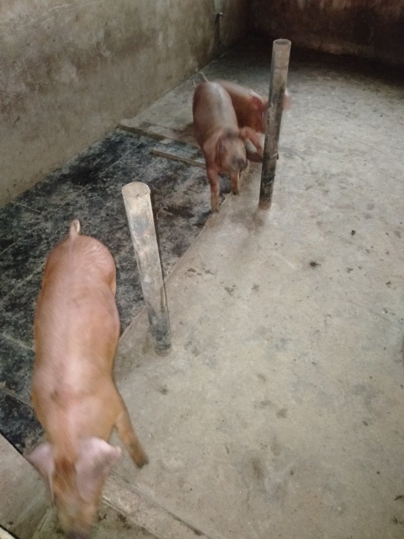 杜洛克猪仔，瘦肉型杜洛克猪苗，猪场销售包邮到家