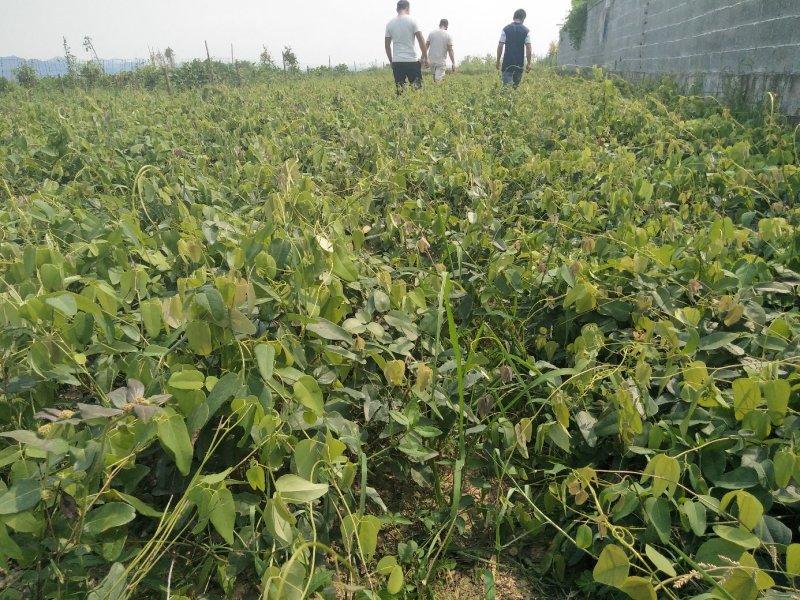 优质八月瓜苗！皮薄肉厚香糯可口!包活包技术！