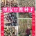 广西黑皮甘蔗种子，，产地直供，量大从优代发全国。