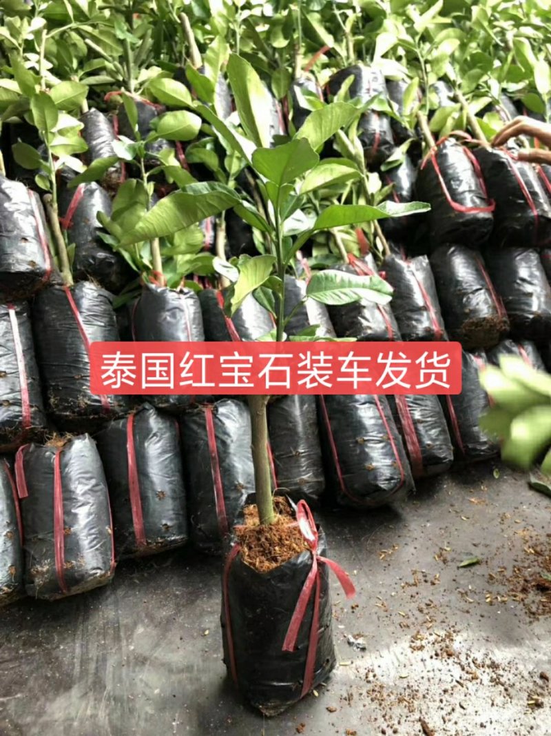 柚子苗.嫁接红宝石柚子苗，青柚树苗，一手货源，品种保证，