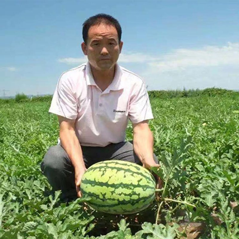 科农九号西瓜种子原装100克抗重茬中晚熟瓤红质脆高产大果