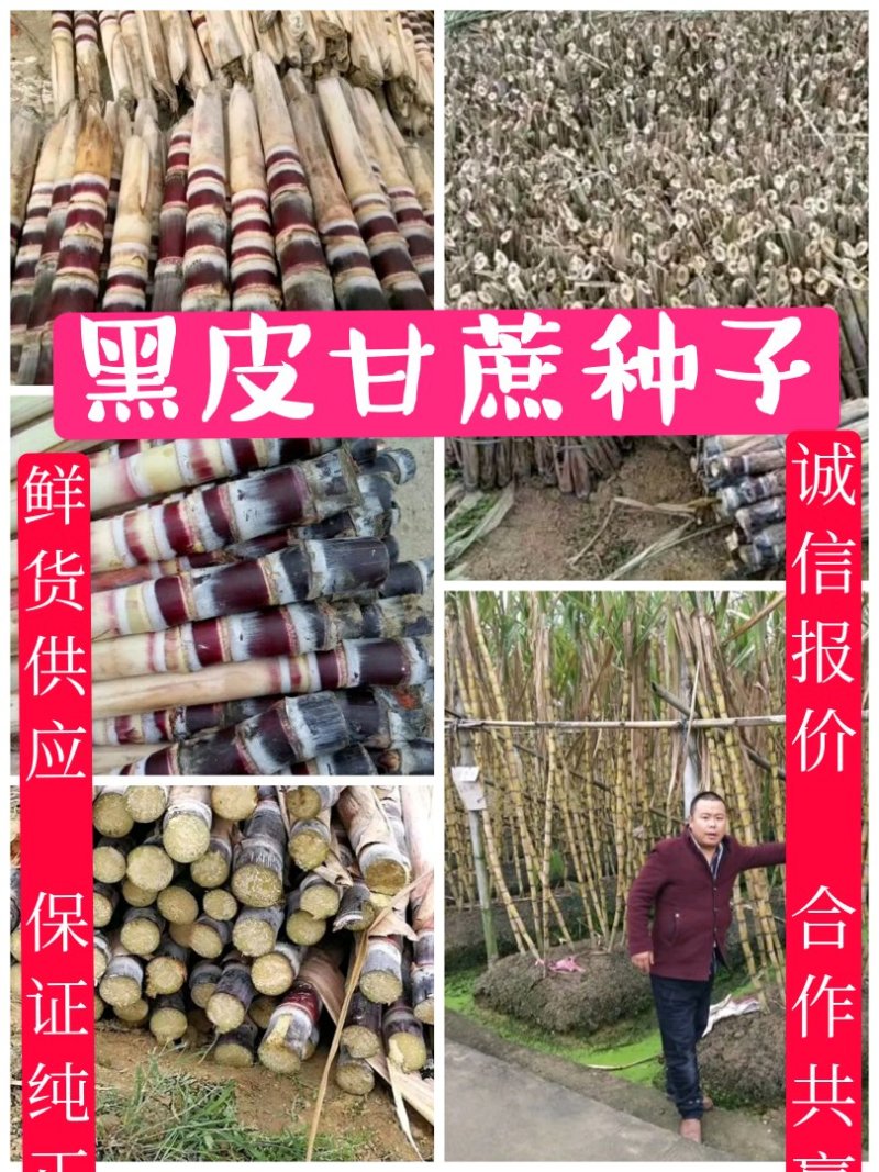 优质黑皮甘蔗种子，大灰种，脱毒种，代发全国，诚信经营。